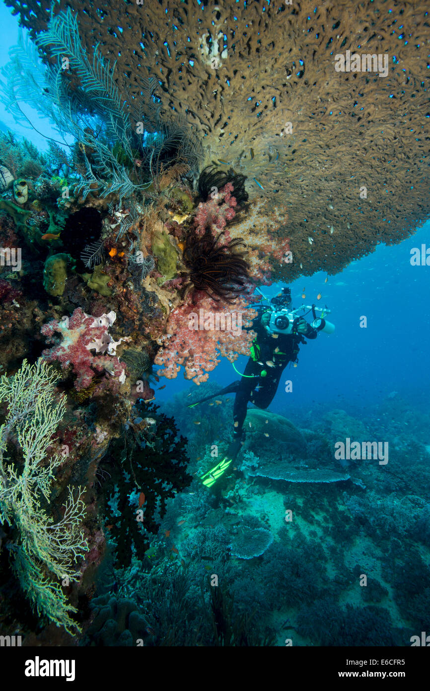 Underwater photographer on Lighthouse Reef, Gili Lawa Laut Island. Stock Photo