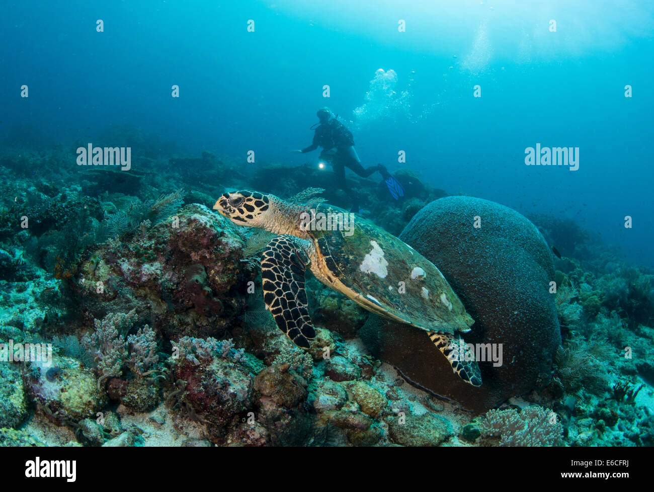 Hawksbill turtle swimming along a coral reef near the Island of Gili Lawa Laut Stock Photo