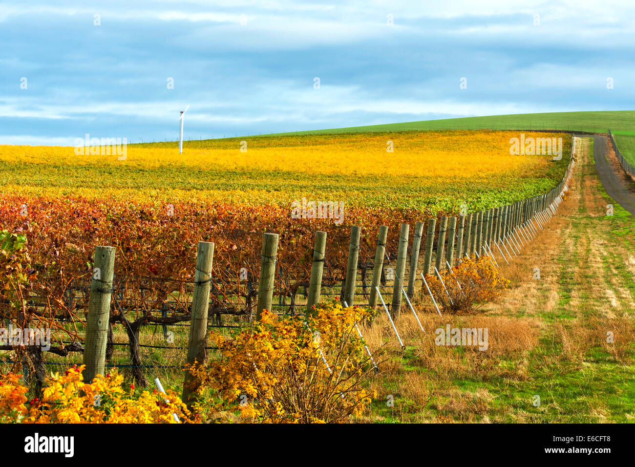 USA, Washington, Walla Walla. Les Collines vineyard in autumn in Walla