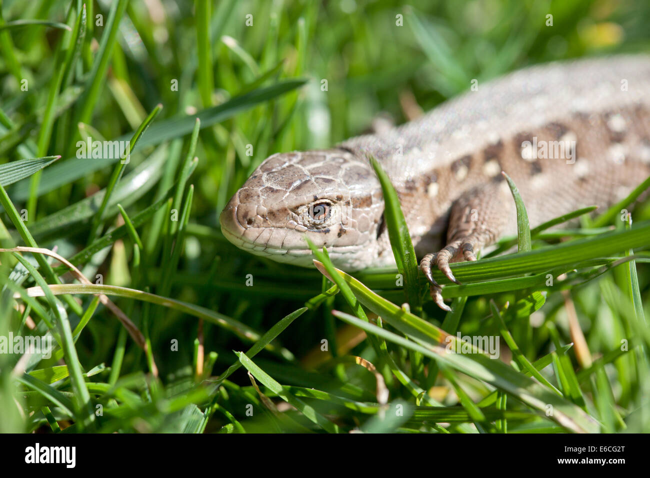 sand lizard in close up (Lacerta Agilis Stock Photo Alamy