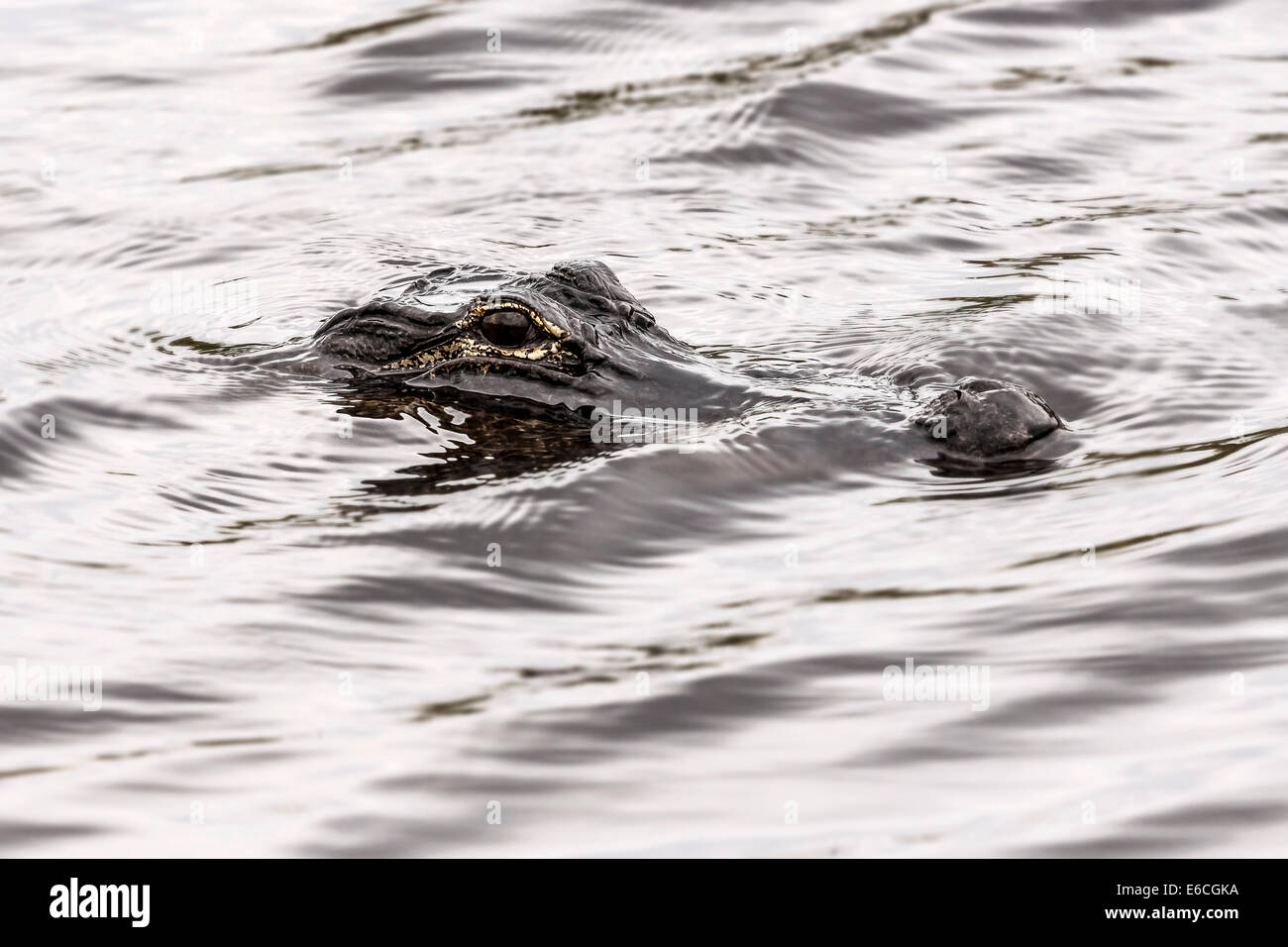 Closeup picture of hunting cayman in water, Everglades National Park, USA. Stock Photo