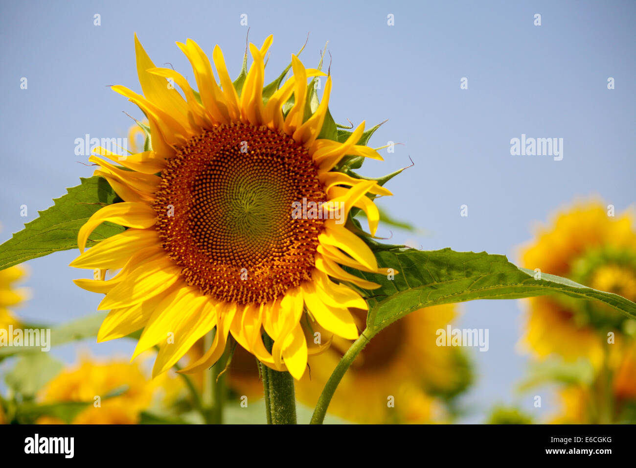 One single sunflower hi-res stock photography and images - Alamy