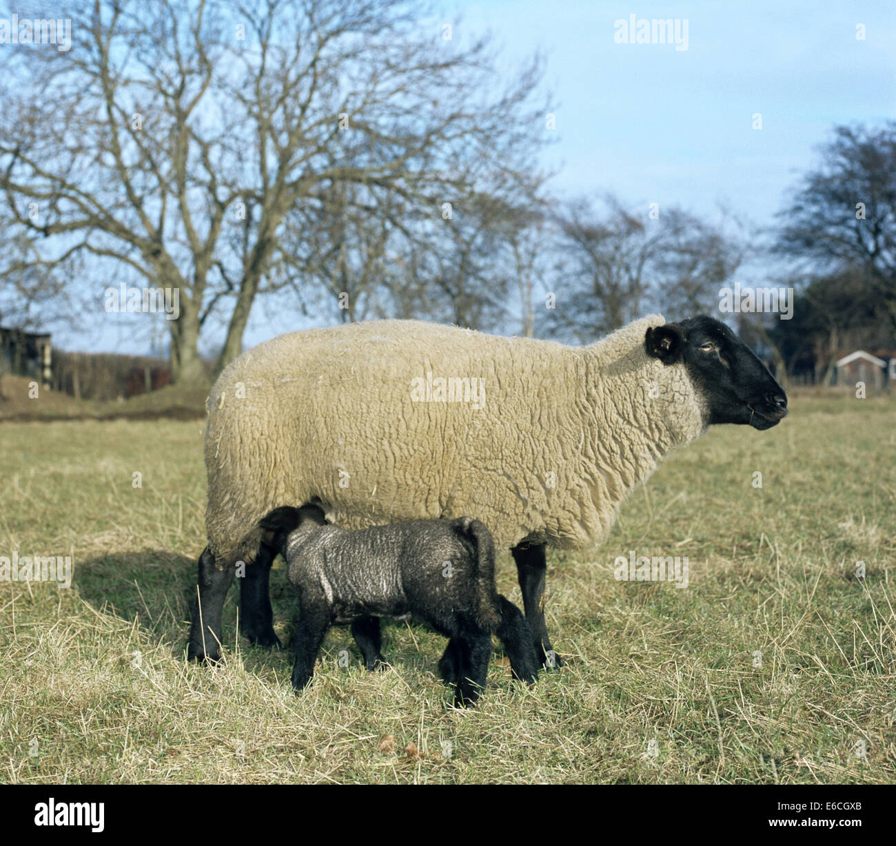 Sheep - Ovis aries Stock Photo