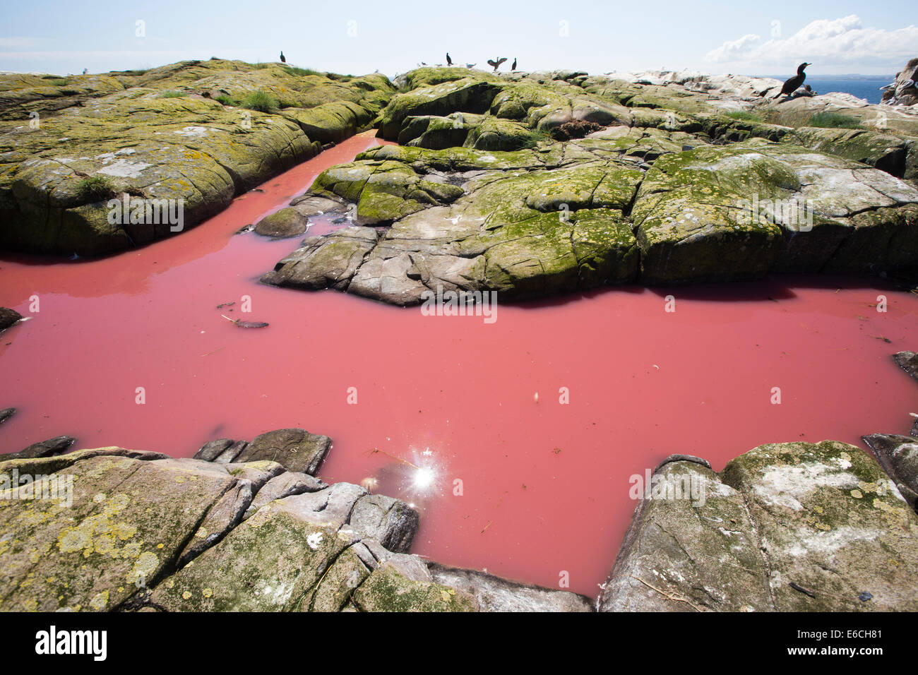 red algae in pool