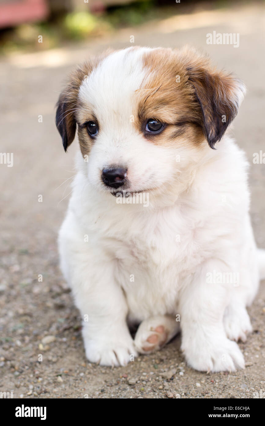 White adorable puppy with brown colored ears Stock Photo Alamy