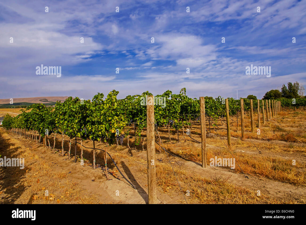 USA, Washington, Yakima Valley. Vineyard in the Red Mountain AVA in
