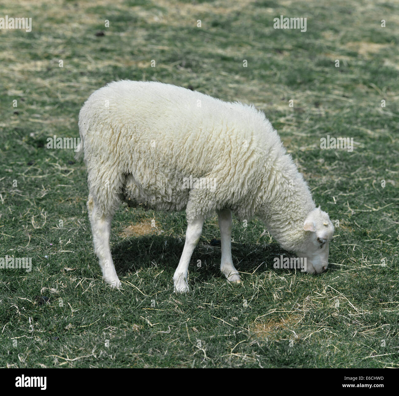Sheep - Ovis aries Stock Photo