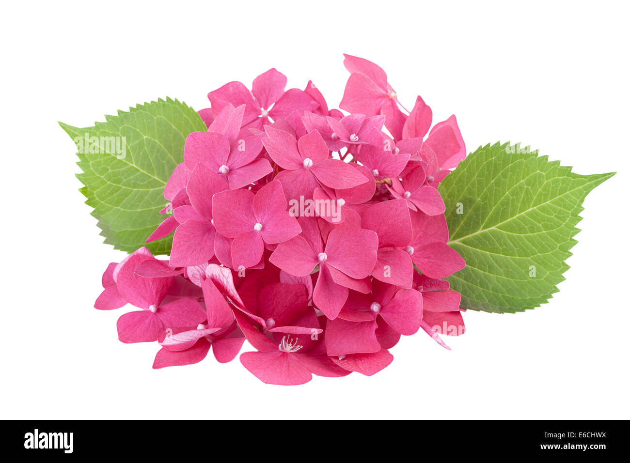 Hydrangea flowers isolated on white Stock Photo - Alamy