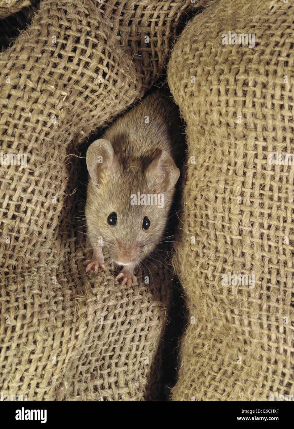 House Mouse - Mus domesticus Stock Photo