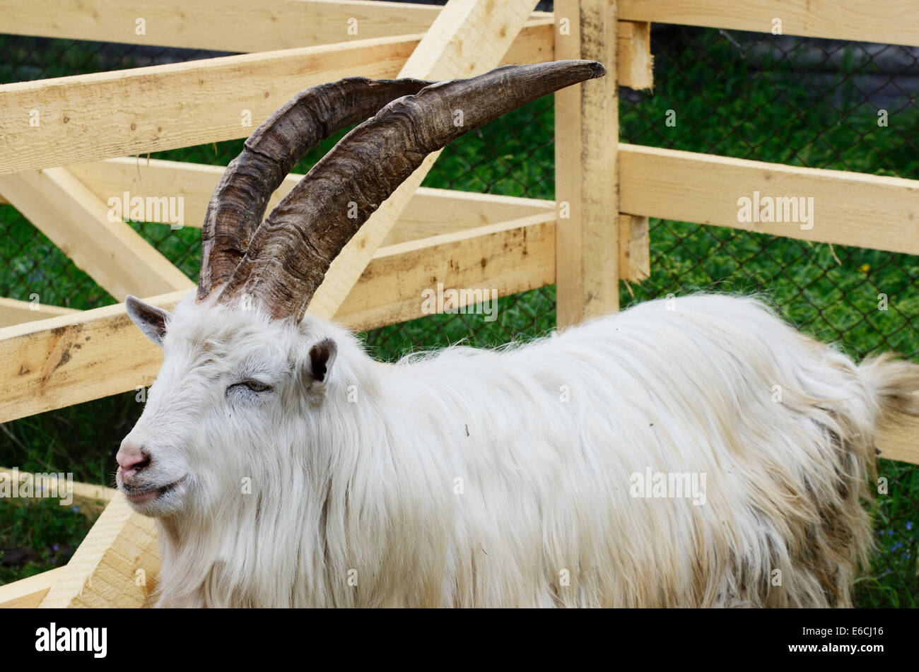 goat in a wooden pen, horizontal photo Stock Photo
