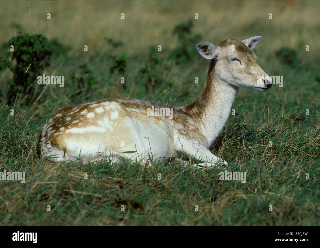 Female fallow doe hi-res stock photography and images - Alamy