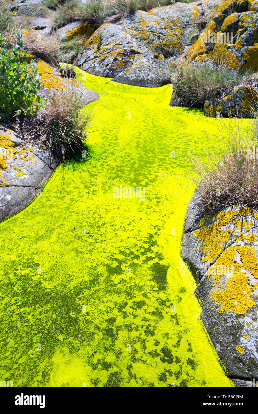 Green algae and yellow lichen on the Farne Islands, Northumberland, UK Stock Photo Alamy