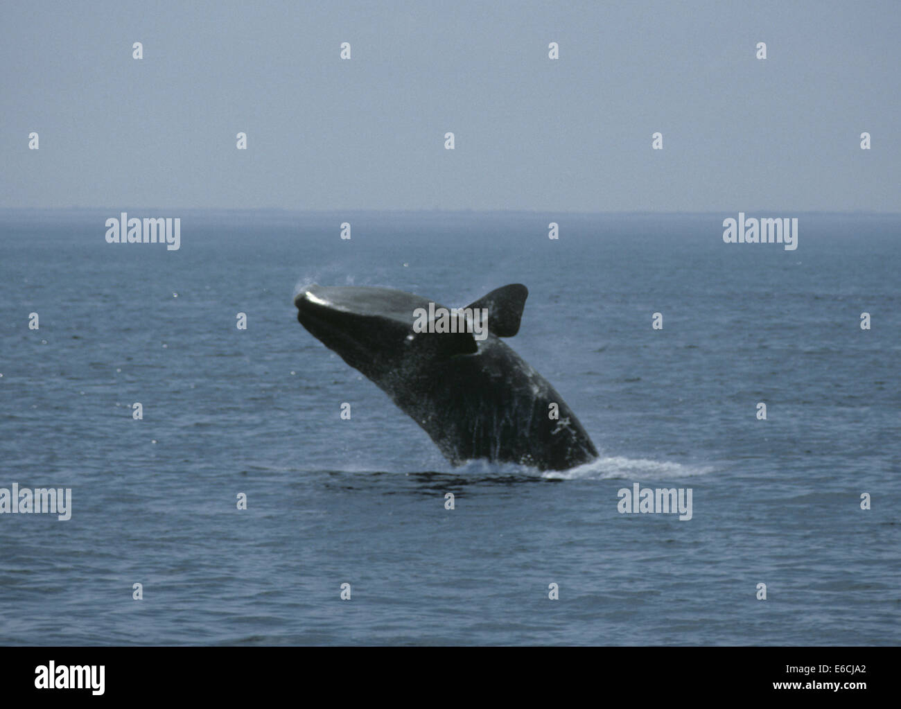 North Atlantic Right Whale - Eubalaena glacialis Stock Photo
