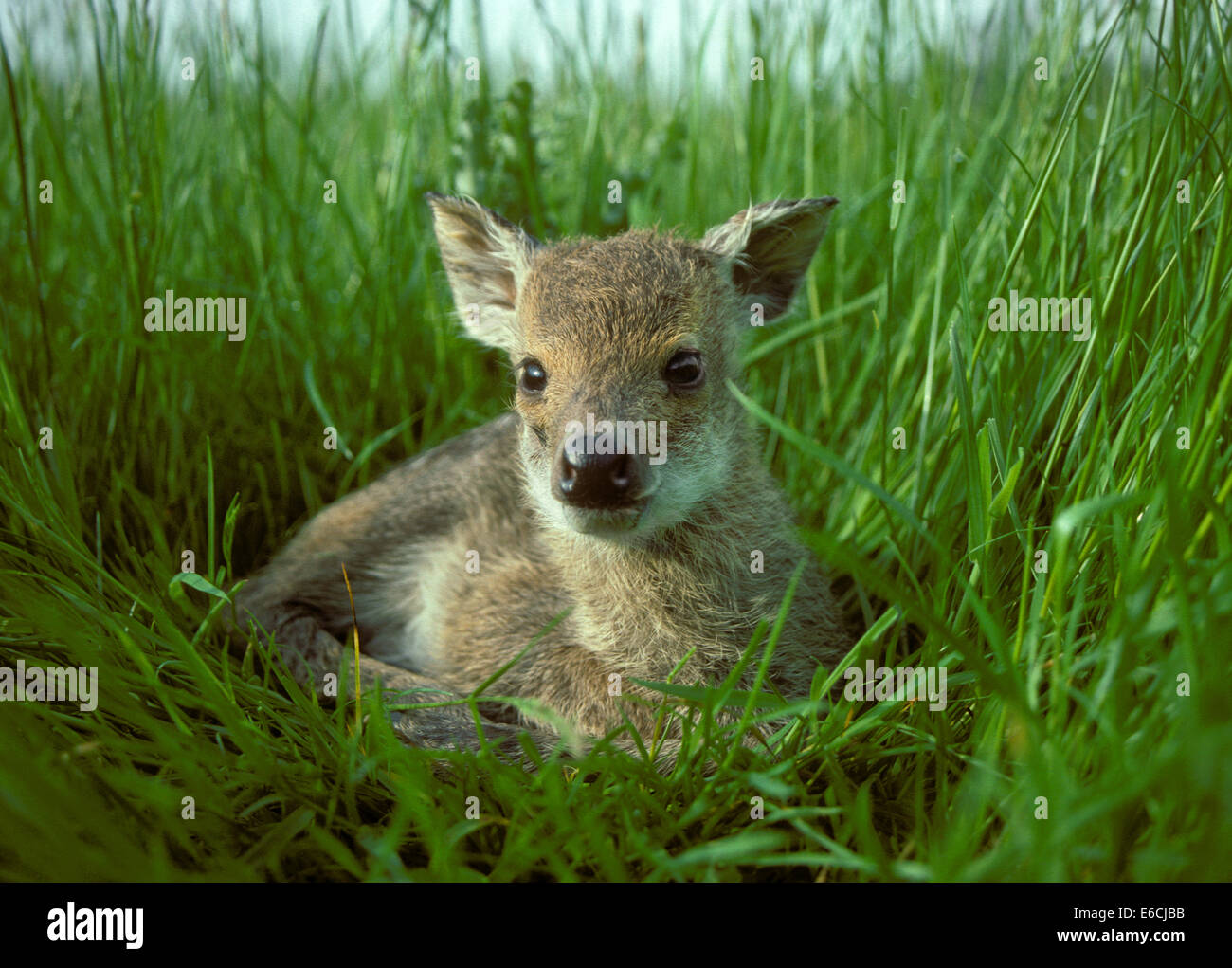 Chinese Water Deer fawn - Hydropotes inermis Stock Photo