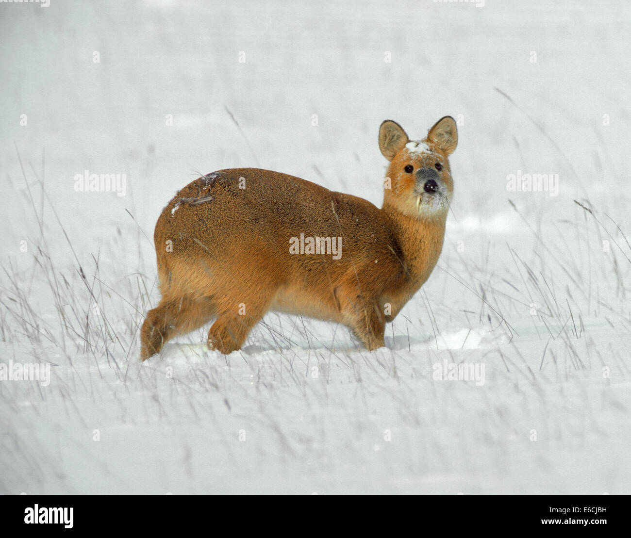 Chinese Water Deer - Hydropotes inermis Stock Photo