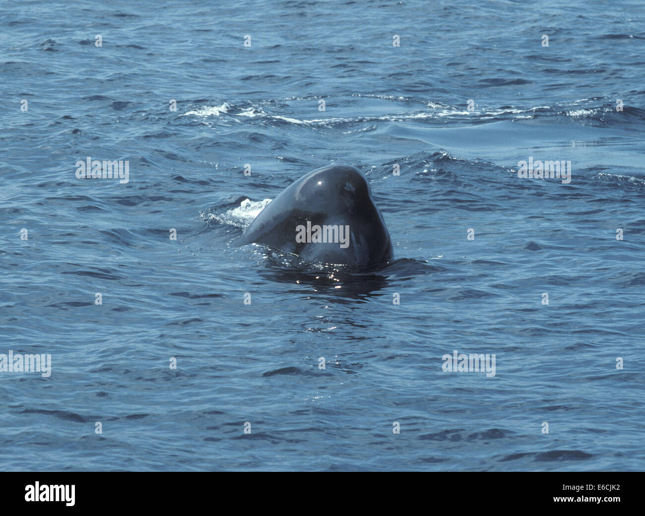 Whale closeup hi-res stock photography and images - Alamy
