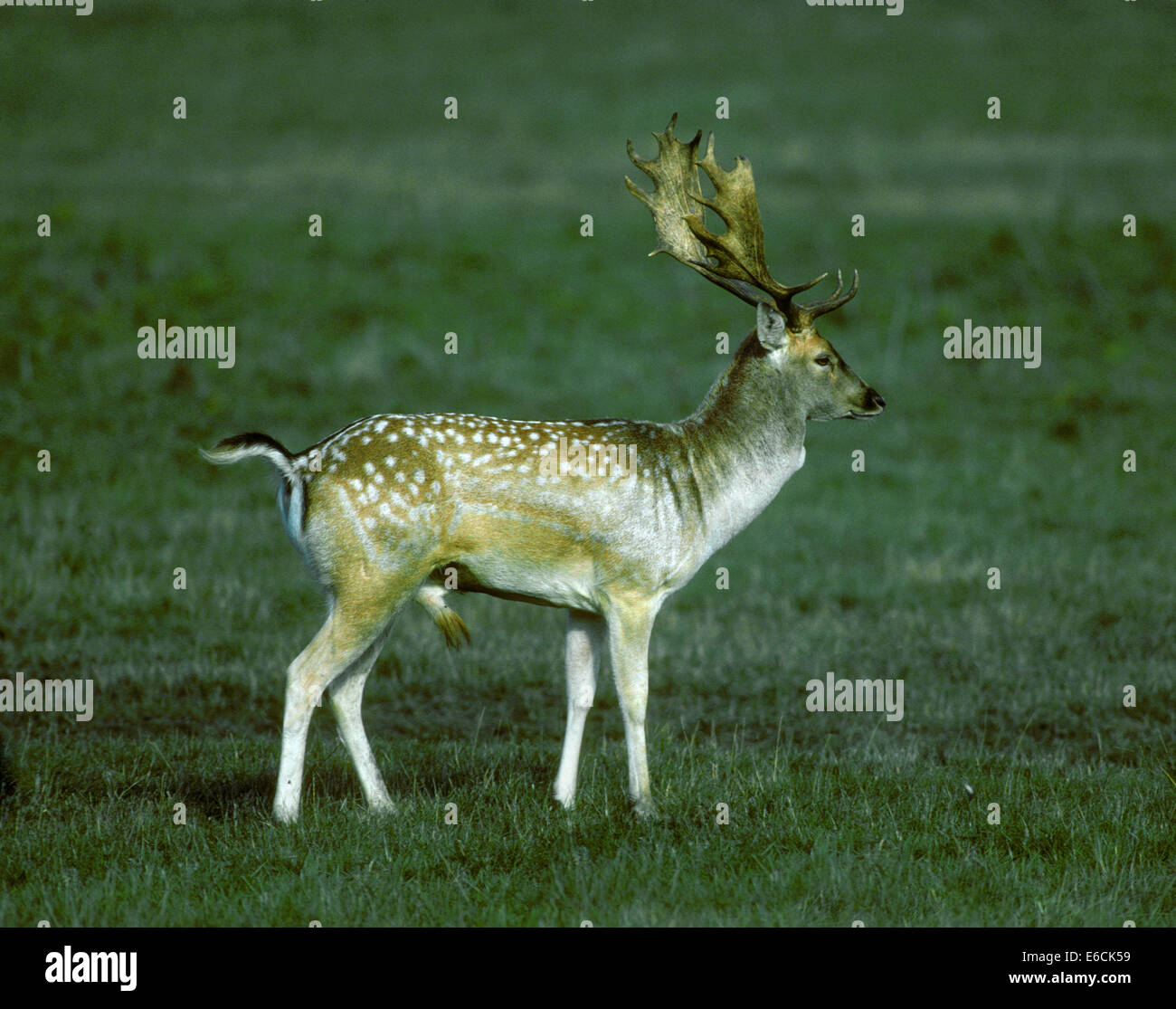Fallow Deer - Dama dama Stock Photo