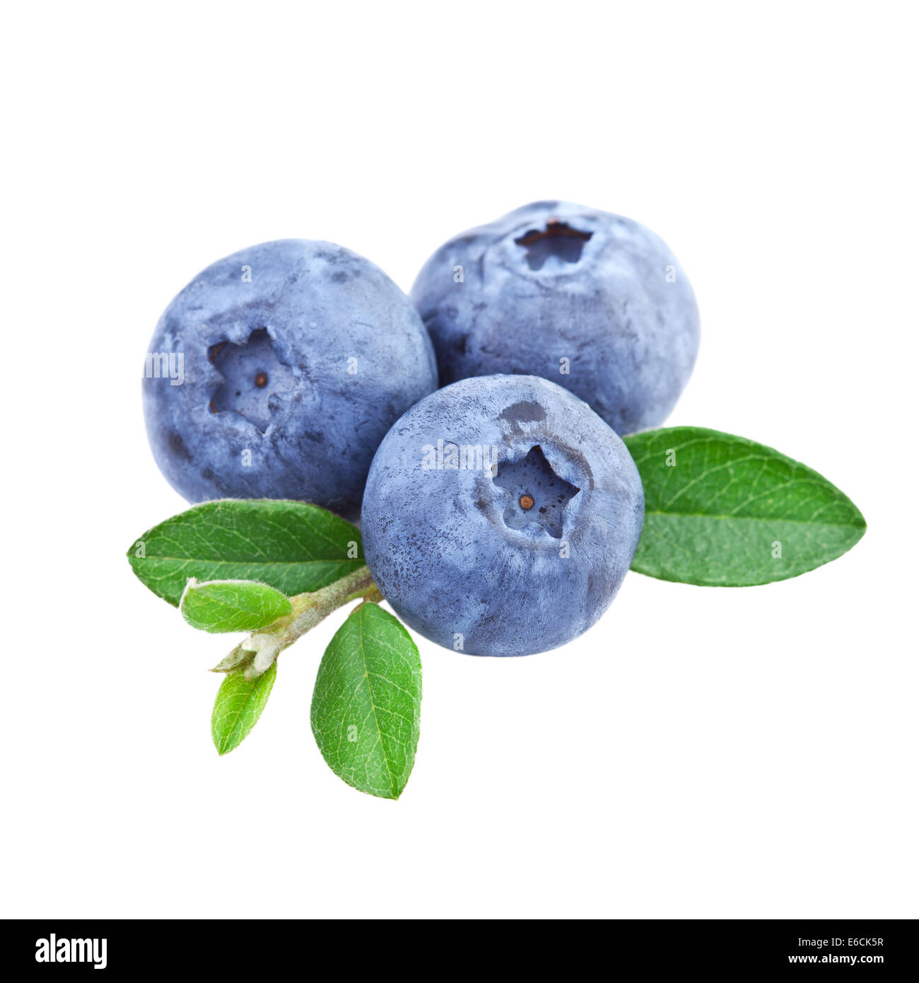 Blueberries in close up Stock Photo