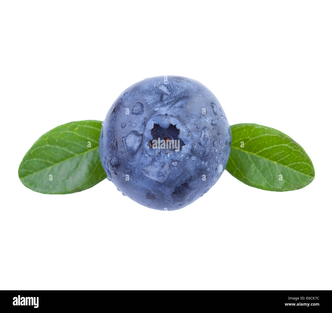 One Blueberry in Close Up Stock Photo
