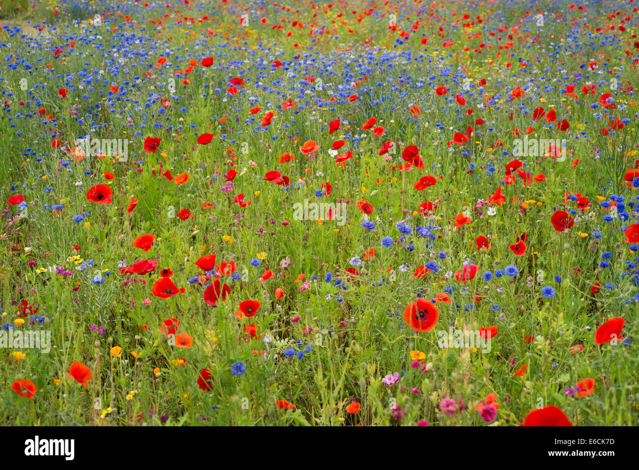Wild flower meadow Stock Photo - Alamy