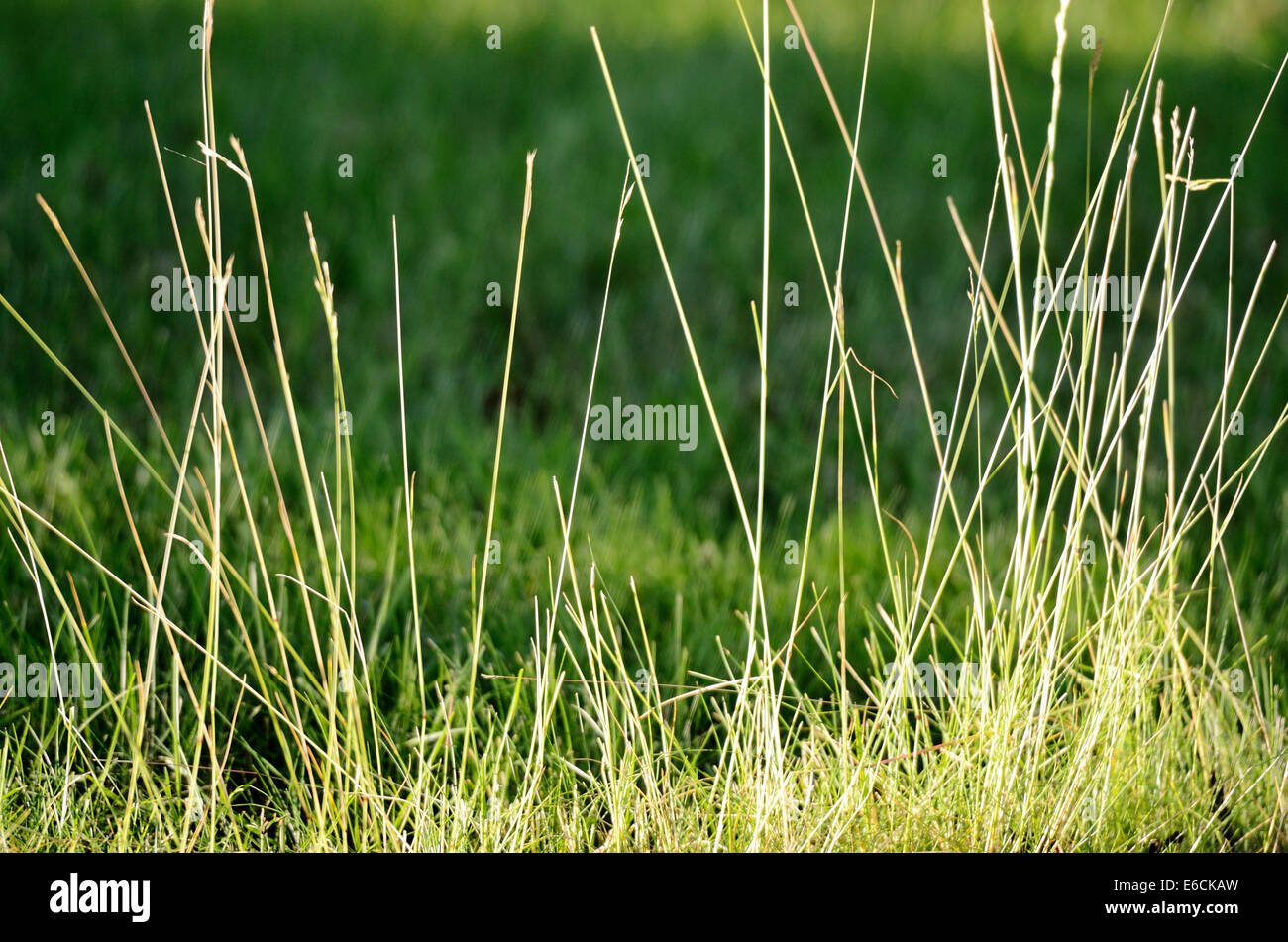 close-up of lush green grass in summer Stock Photo - Alamy