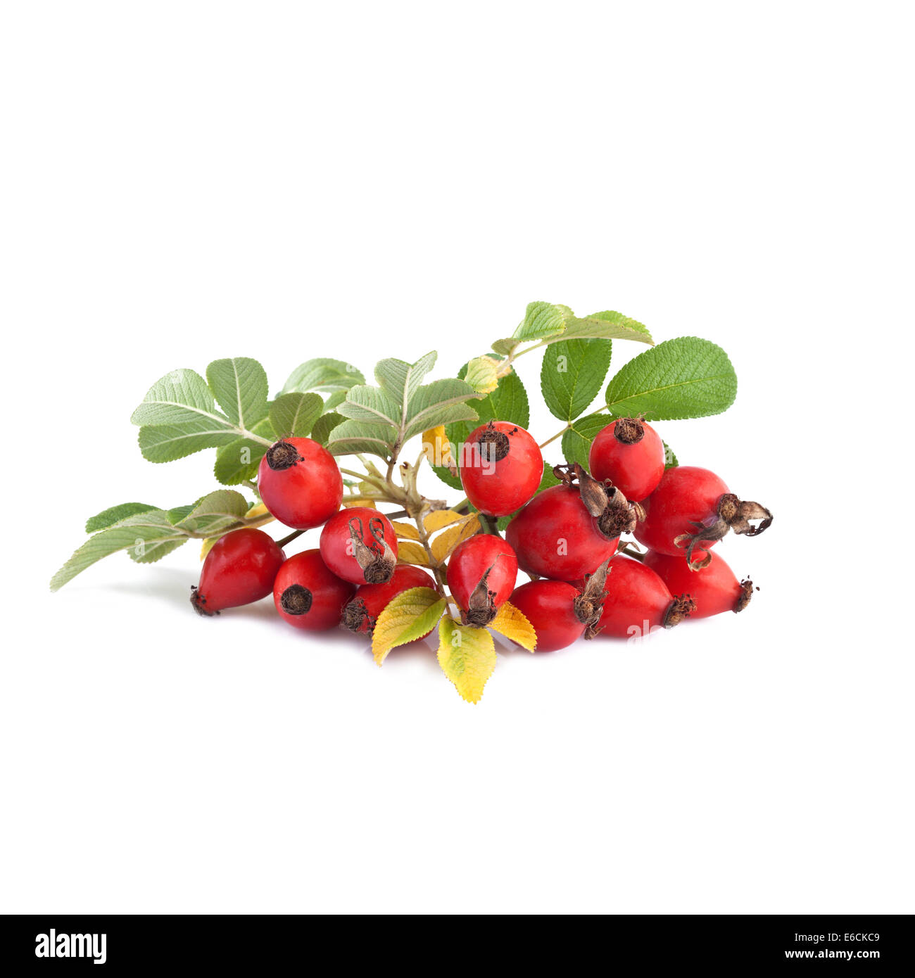 ripe rose hip or Rosa canina Stock Photo - Alamy