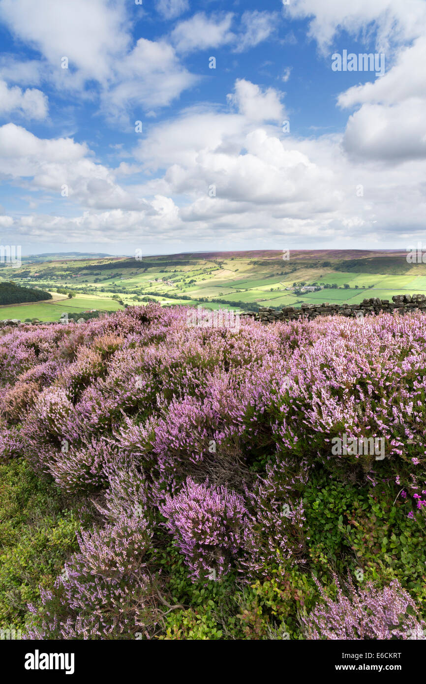 Heather on Danby Rigg and Little Fryup Dale Stock Photo