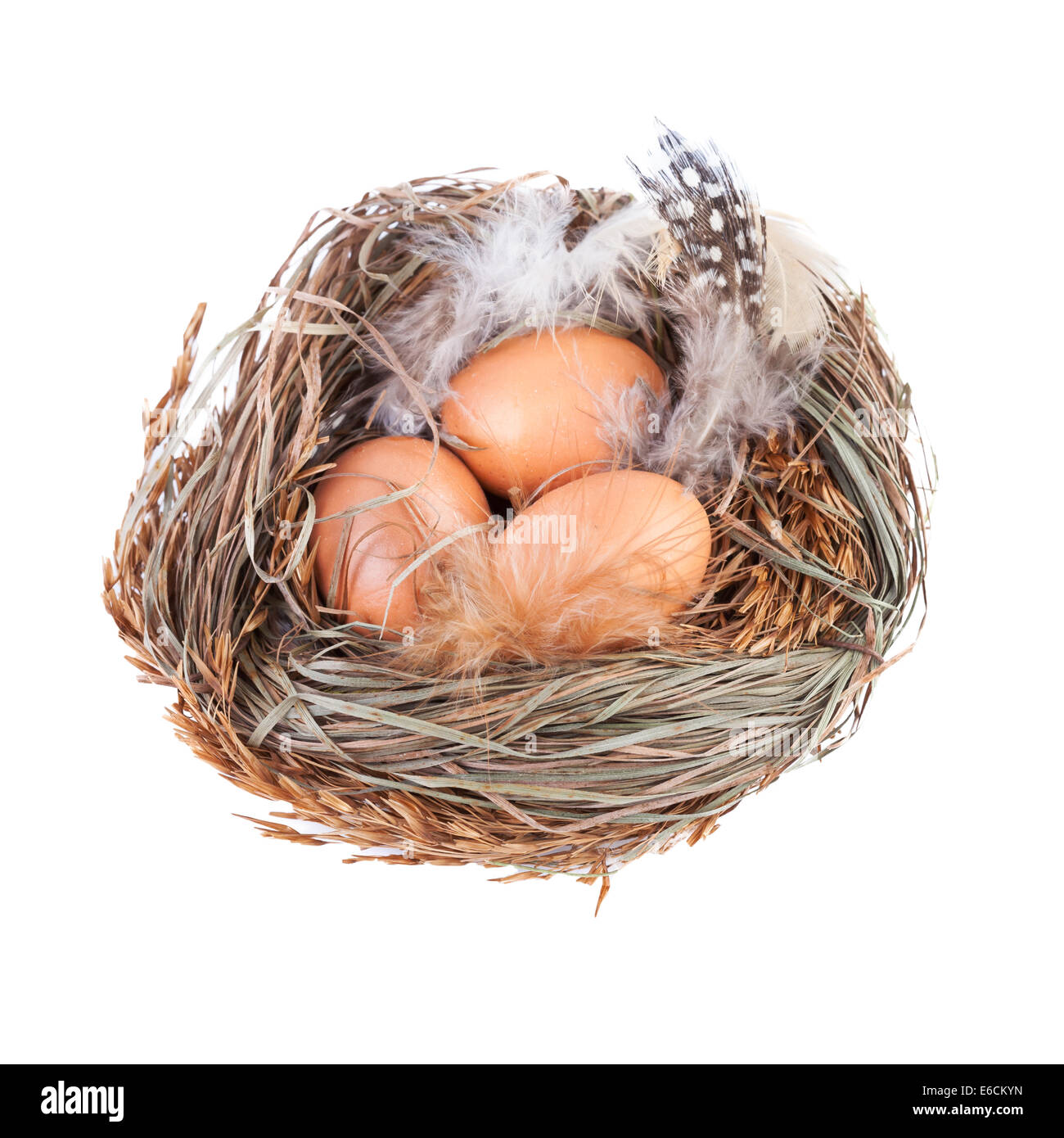 Nest with Eggs isolated on white Stock Photo - Alamy