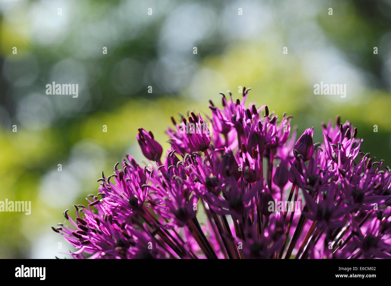 purple Alium flowers Stock Photo