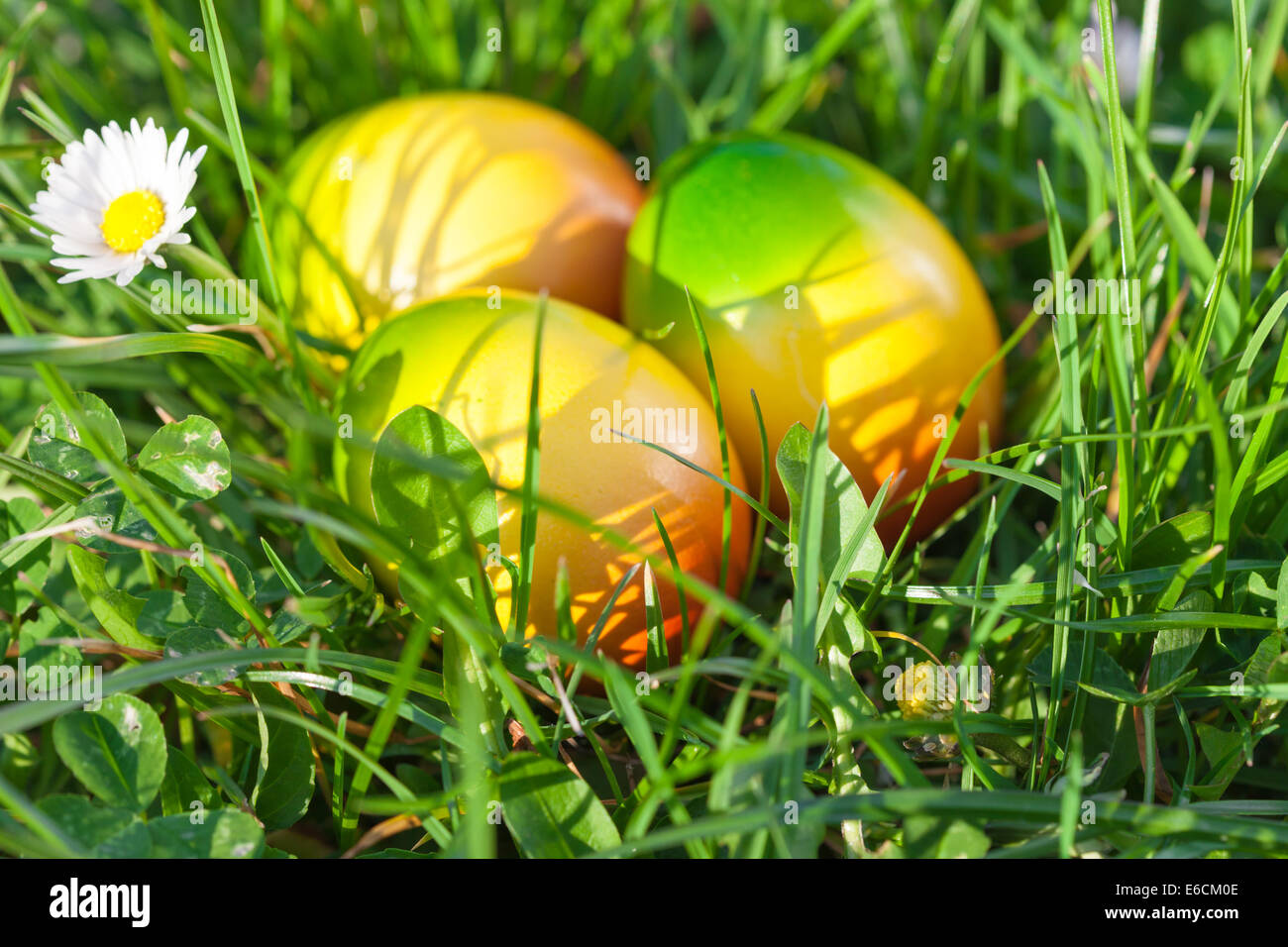 Easter Eggs hidden in Green Grass Stock Photo Alamy