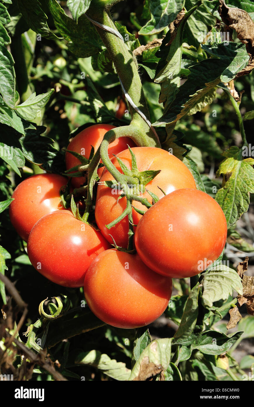 branch of red ripe tomatoes growing on the bush Stock Photo - Alamy