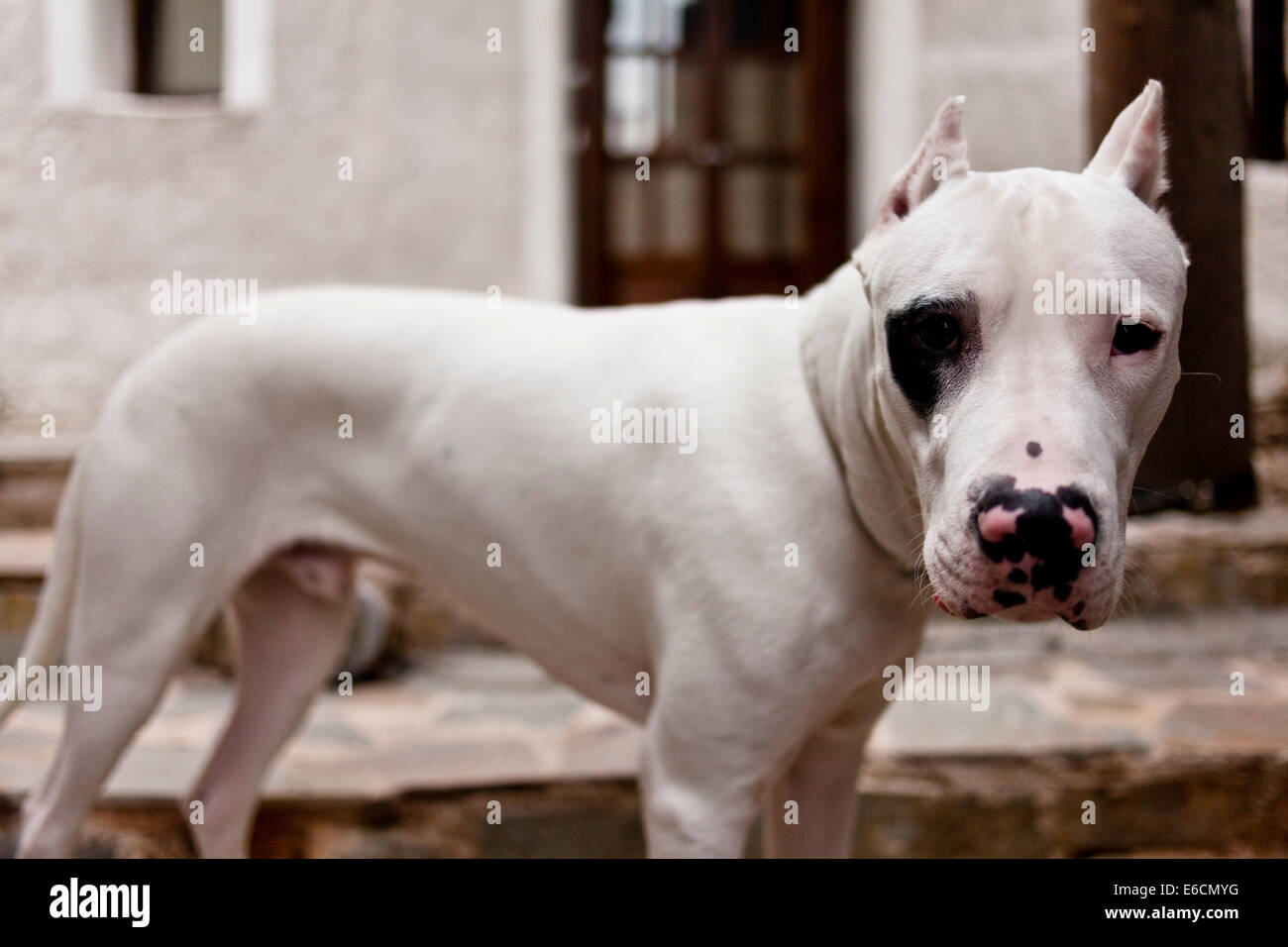 Curious dogo Argentino puppy Stock Photo