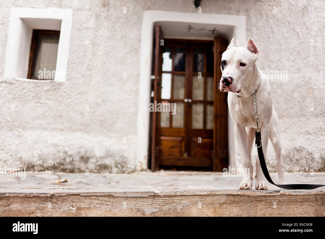 Dogo Argentino in alley Stock Photo