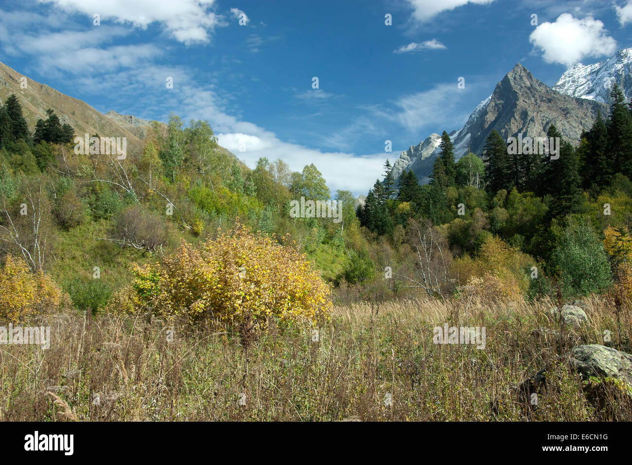 the mountain autumn landscape with colorful species of woods and ...