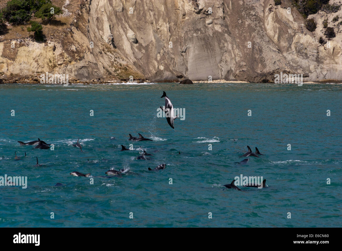 Somersaulting dusky dolphins (Lagenorhynchus obscurus) Stock Photo