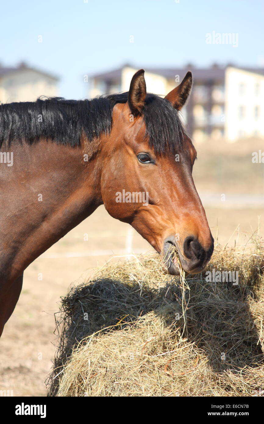Light bay horse eating dry hay Stock Photo Alamy