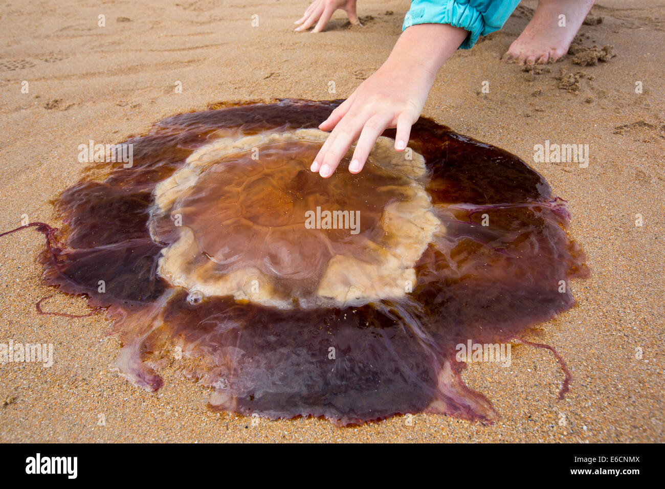 Lions Mane Jellyfish, Cyanea capillata, washed ashore on a Nothumberland Beach. Climate change is causing numbers of Jellyfish to increase around the world. Stock Photo