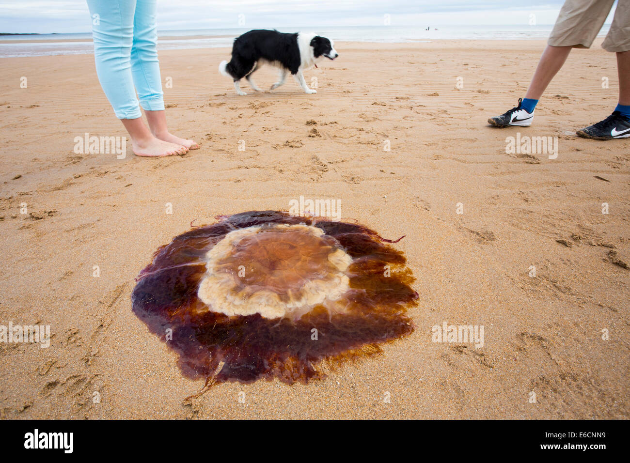 Lions Mane Jellyfish, Cyanea capillata, washed ashore on a Nothumberland Beach. Climate change is causing numbers of Jellyfish to increase around the world. Stock Photo