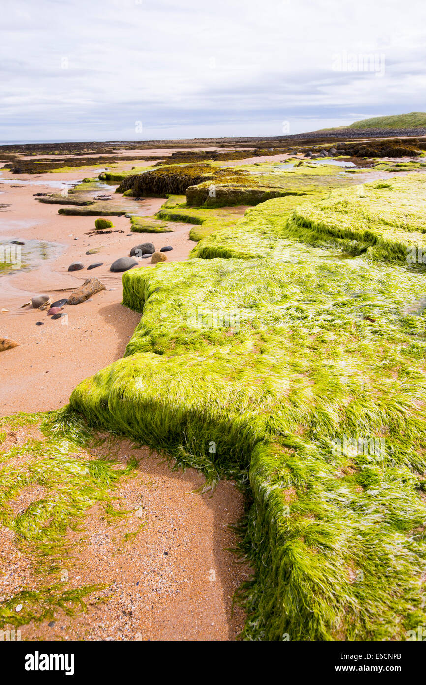 Seaweed on the sandy beach at low tide hires stock photography and