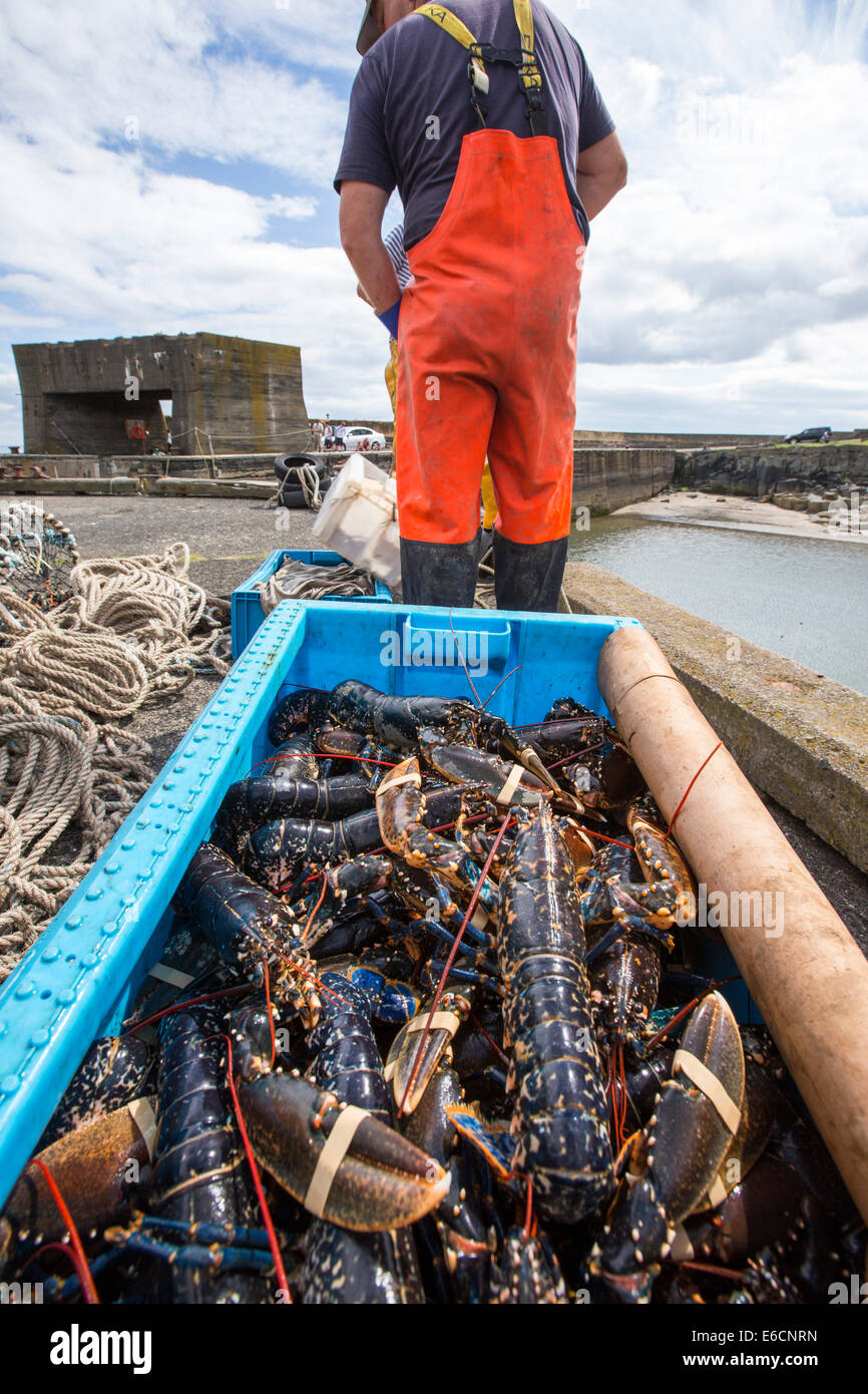Lobster fishermen unload catch hi-res stock photography and images - Alamy