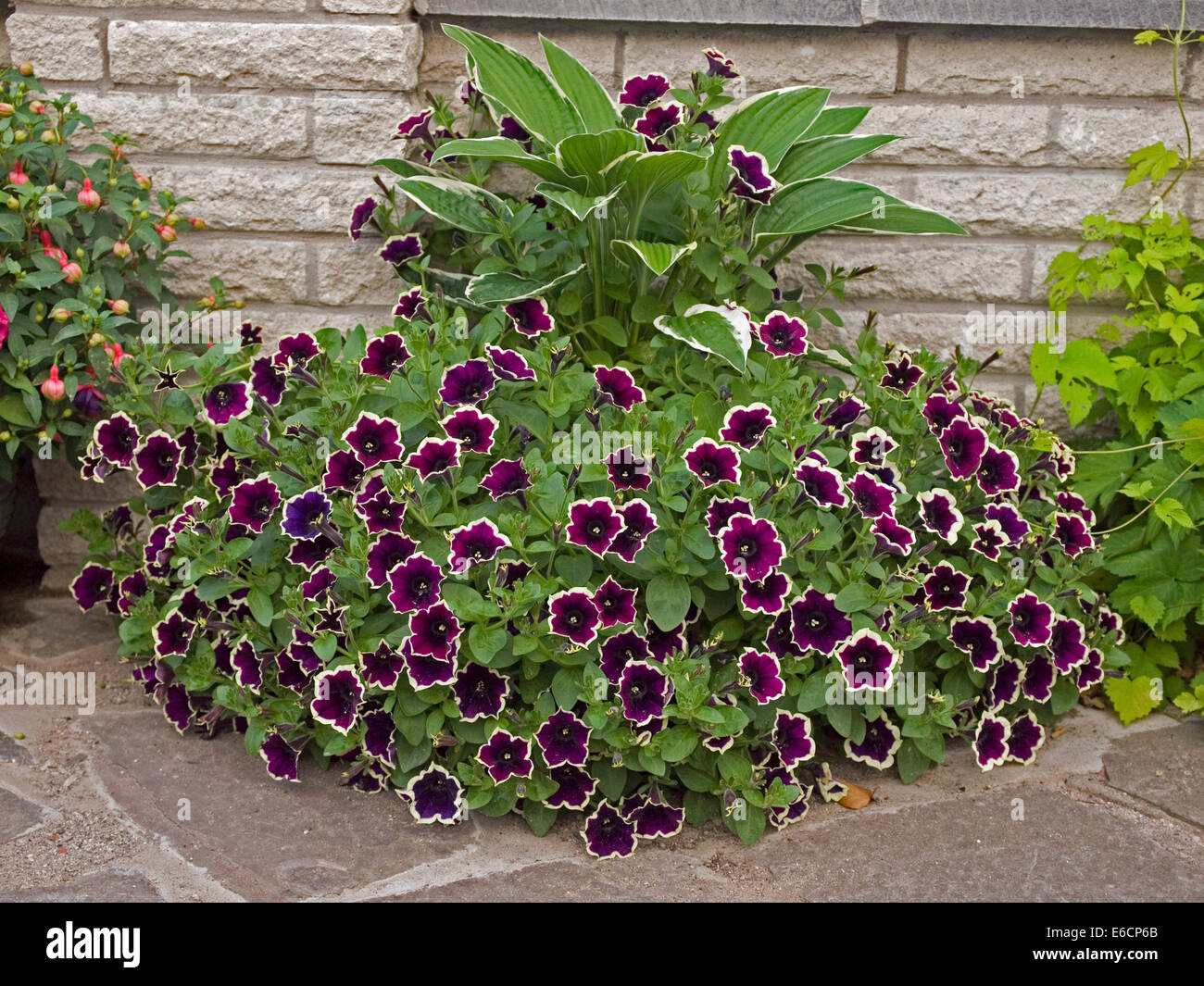 purple petunia and hoster in planter Stock Photo