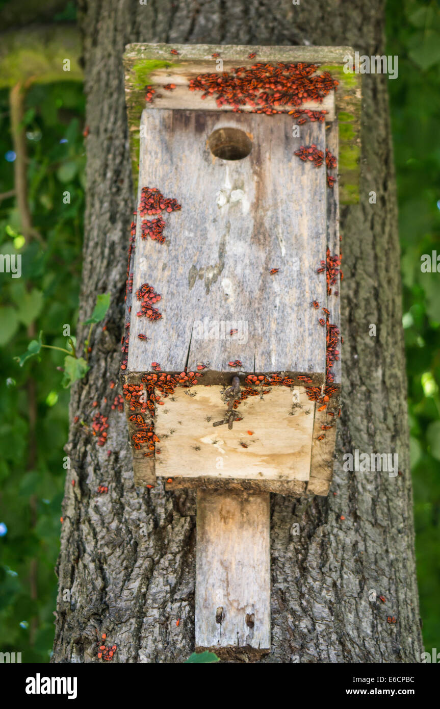 Nesting box on the tree with firebugs Stock Photo - Alamy