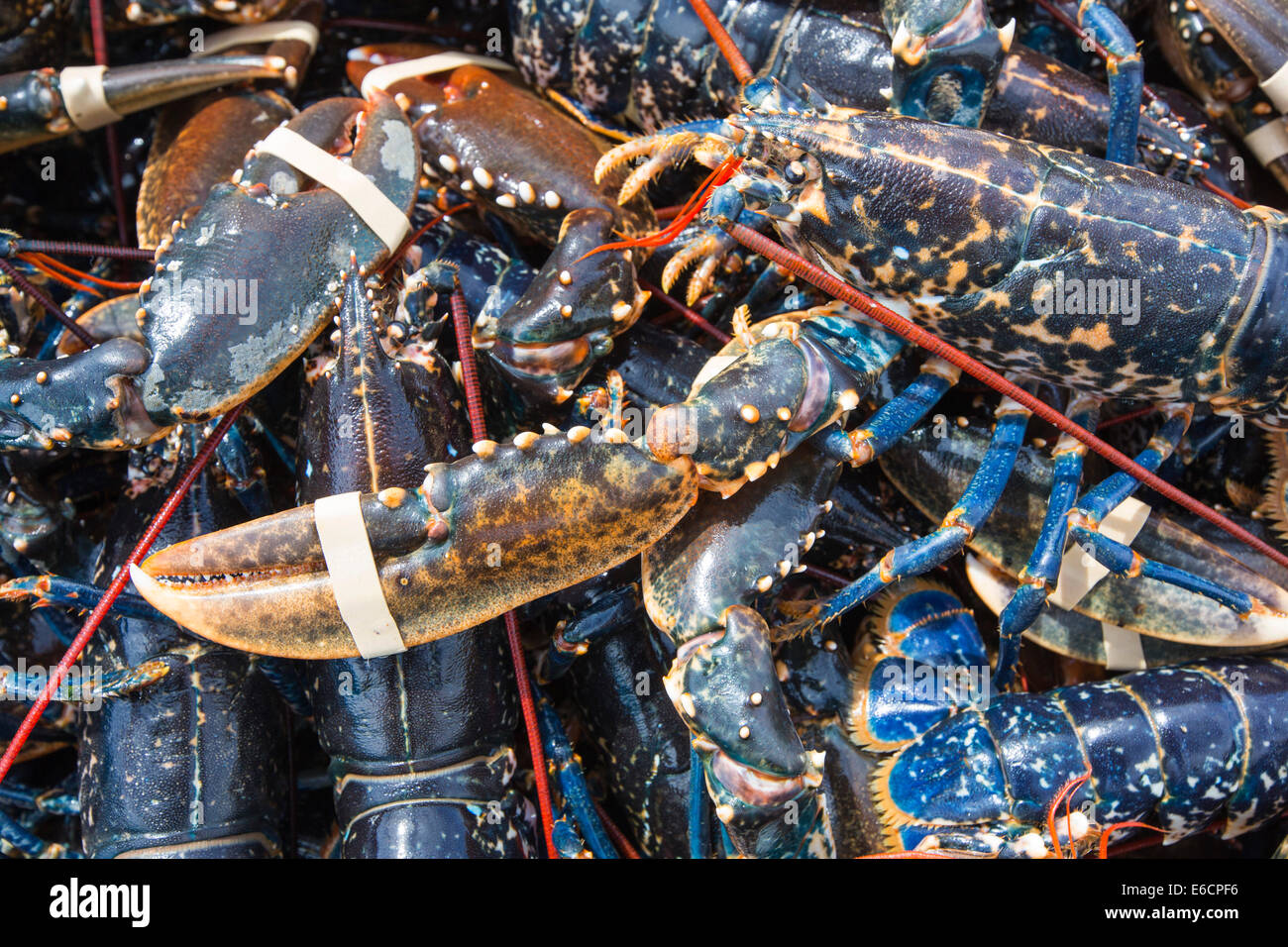 Placing Southern Rock Lobster Into A White Crate Stock Photo