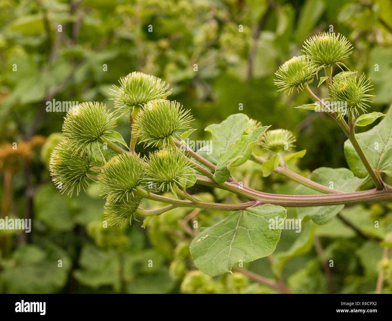 Greater burdock, arctium lappa prickly seed heads burrs Stock Photo