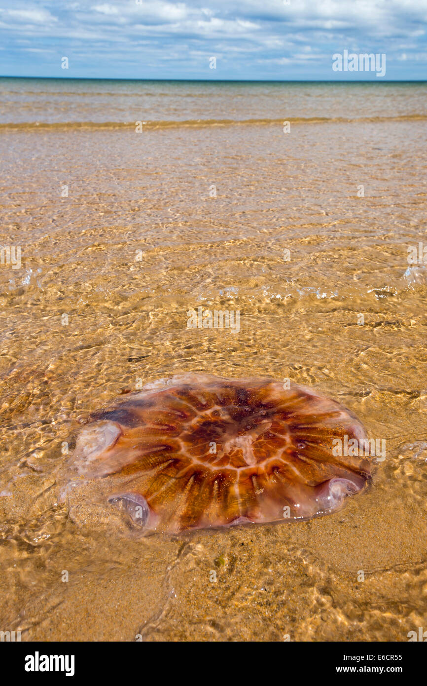 Jelly fish washed up on the beach hires stock photography and images