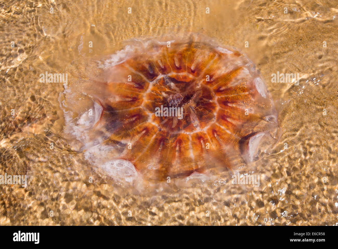 A jellyfish washed ashore on a Northumberland beach, UK. Stock Photo