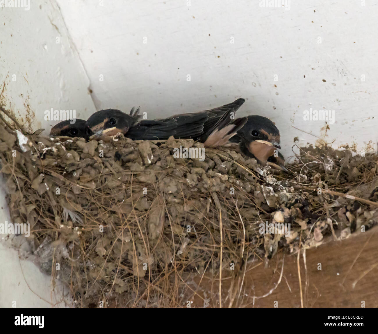 Barn Swallow Nest Stock Photo Alamy