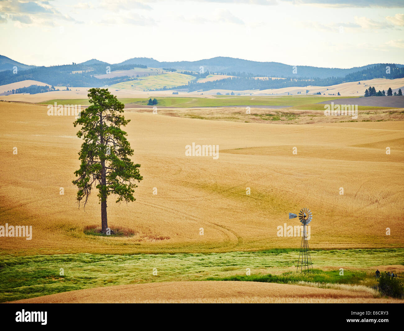 A lone tree and windmill in wheatfields with rolling hills in Palouse Scenic Byway, Washington, Unites States of America Stock Photo