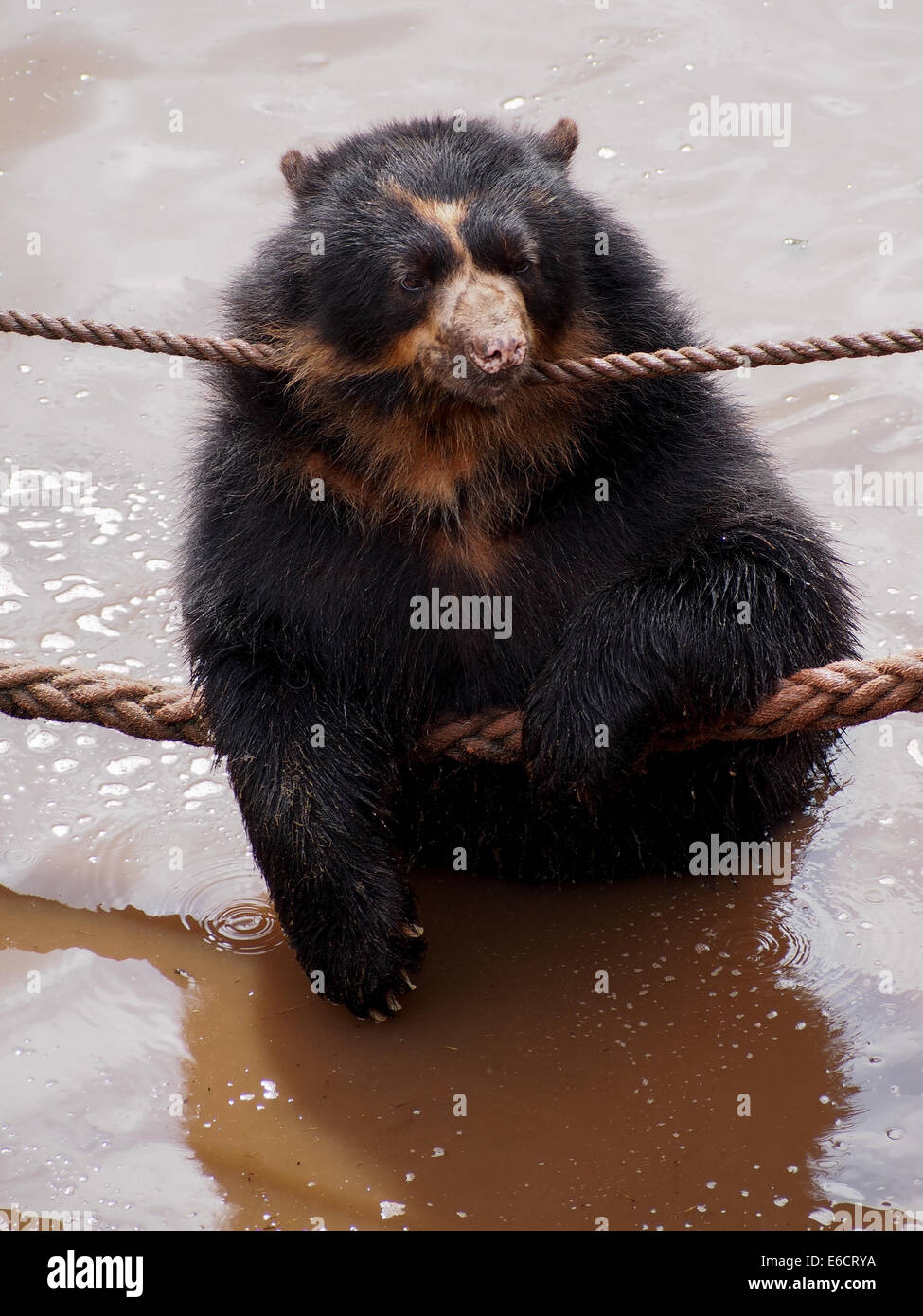 A captive Spectacled Bear standing in water playing with ropes at the South Lakes Zoo, Cumbria, England. Stock Photo