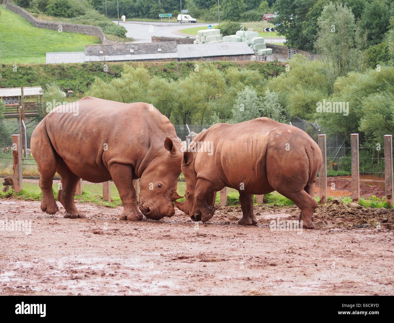 two White Rhinoceros play fighting at the South Lakes Safari Zoo in